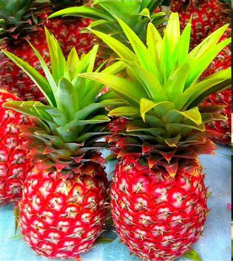 Red Pineapple Fruit Plant Best Price In 2023 At Plantparadise