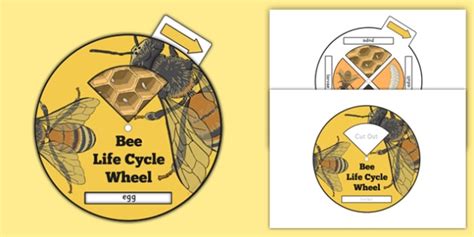 Bee Life Cycle Spin Wheel Teacher Made