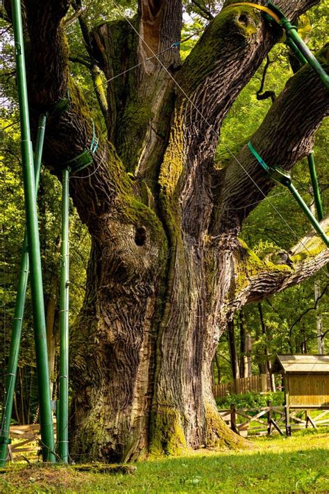 Monumento Natural De Roble Bartek Uno De Los Rboles De Roble M S