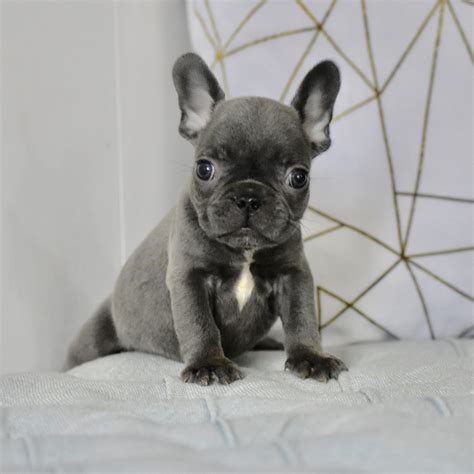 Heart Melting Blue Brindle French Bulldog Puppies Available