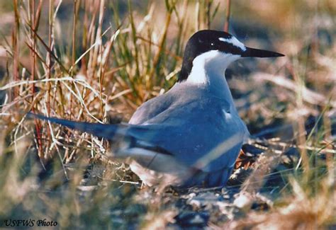 Aleutian Tern - Species Information and Photos