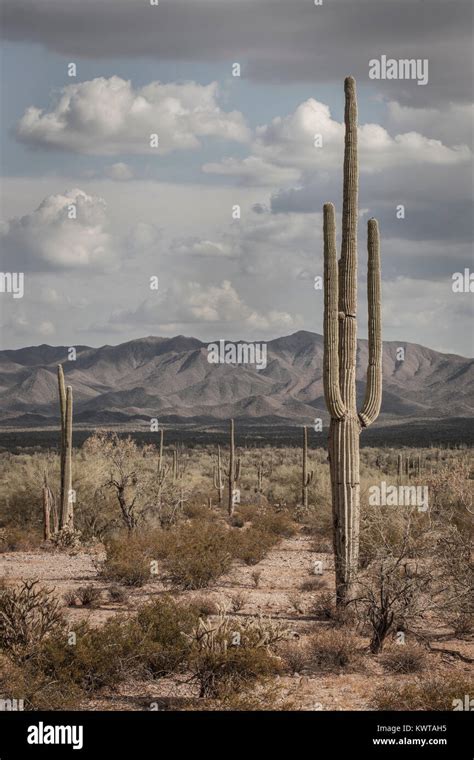 Sonoran Desert National Monument