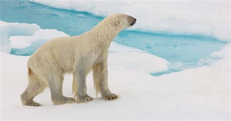 Photographer behind shocking pic of starving polar bear reveals how the ...