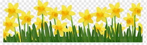 Daffodil Daffodils S Computer Wallpaper Grass Plant Stem Png Pngwing