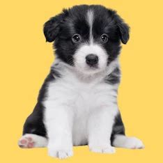 Border Collie Puppies | Select A Puppy