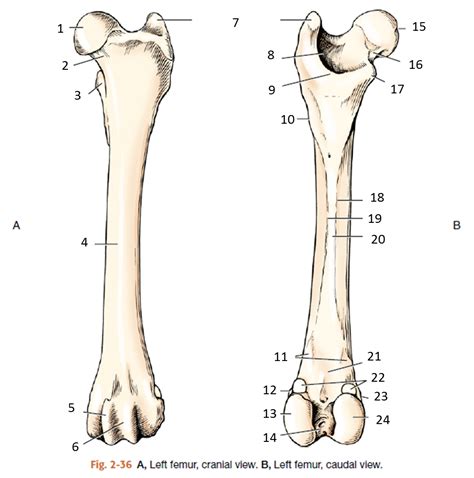 Femur Osteology Diagram Quizlet