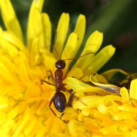 Red Ant Crawling On Yellow Dandelion Flower Photos Public Domain