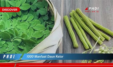 Intip 5 Manfaat Daun Kelor Yang Bikin Kamu Penasaran