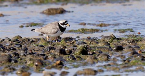 Penny S Hot Birding And Life SPRING BIRDING