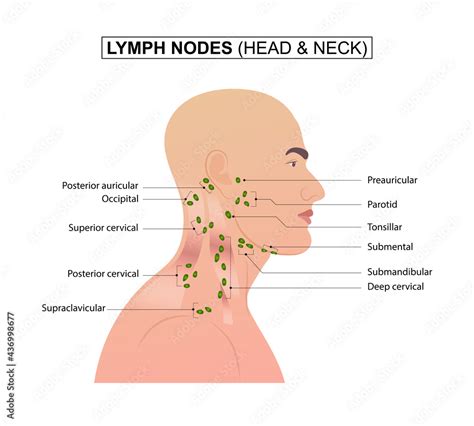 Lymph Nodes Of The Head And Neck Stock Vector Adobe Stock