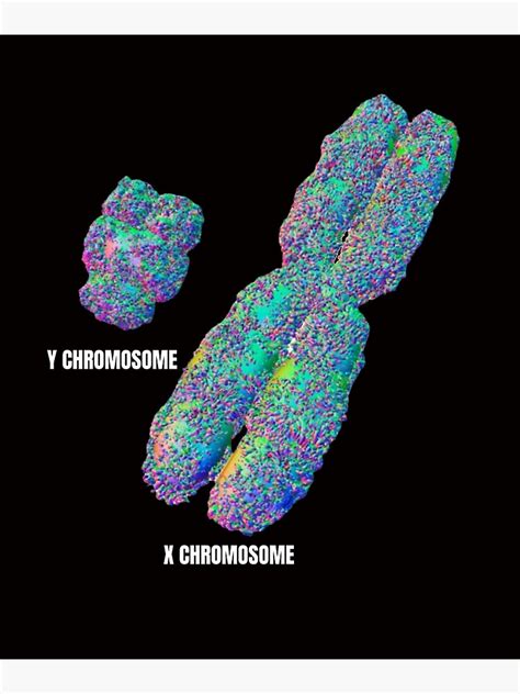 Xy Chromosome Sex Determination System Y Chromosome Png Poster For Sale By Hayleyexpert