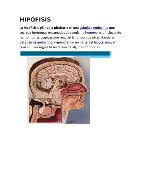 Hipófisis anatomía apuntes HIPÓFISIS La hipófisis o glándula