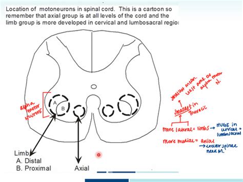 Myotome Neuro Exam Flashcards Quizlet