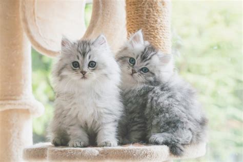 Silver Persian Cat Info Pictures History More Catster