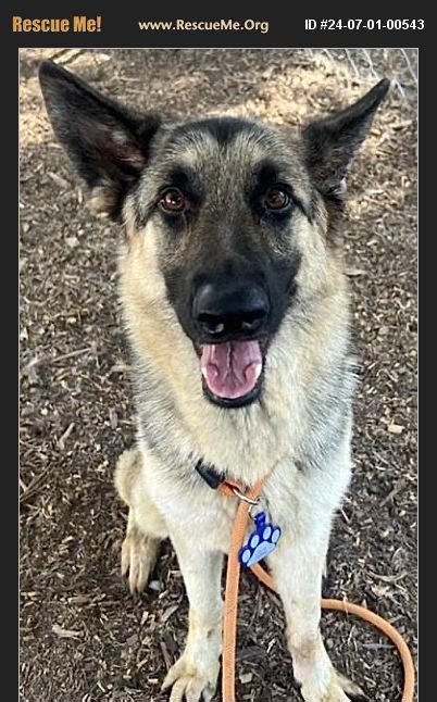 Adopt German Shepherd Rescue Van Nuys Ca