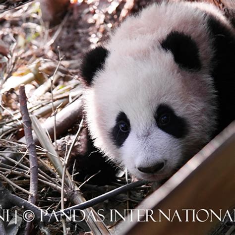 Meet the 2013 Panda Cubs by Name | Pandas International