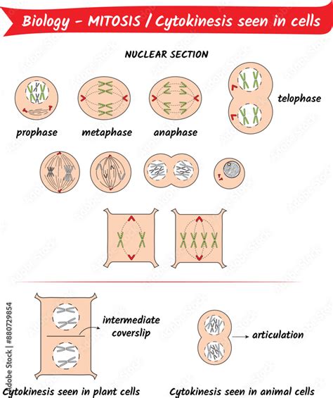 Biology Mitosis Cytokinesis Seen In Cells Nuclear Section