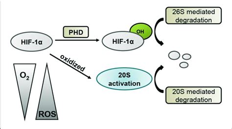 Schematic Diagram Of Hif Degradation Mechanisms Under Normoxic