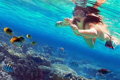 Tripadvisor Excursão de meio dia mergulho snorkel observação