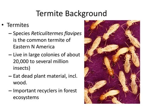 Uncover Amazing Fun Facts About Termites You Won T Believe What They