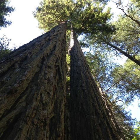 On The Edge Eastern Redwoods Save The Redwoods League