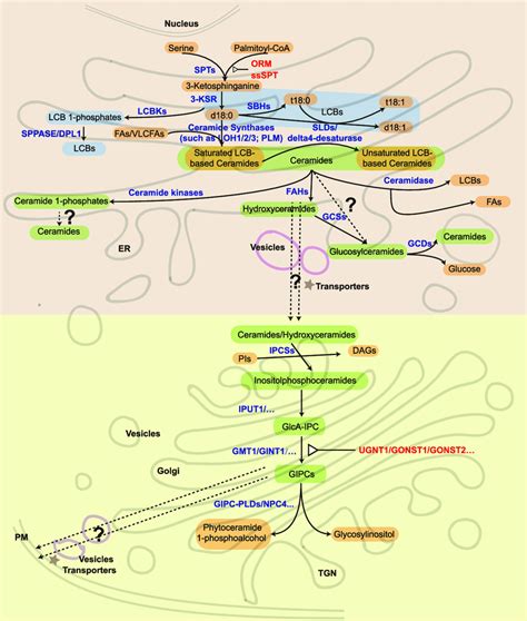 Sphingolipid