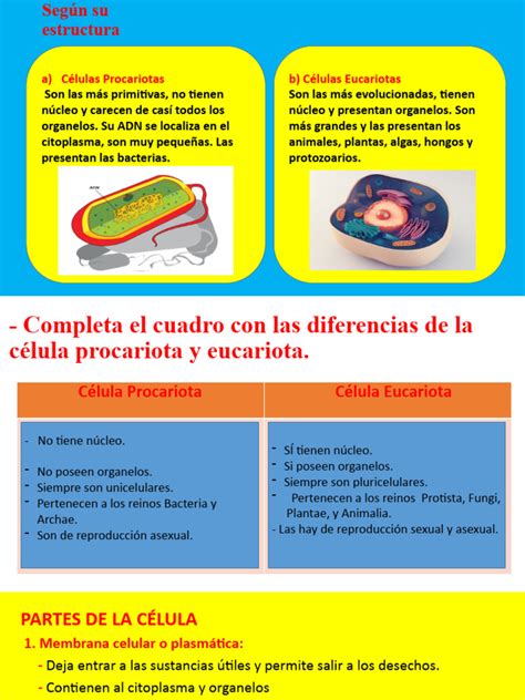 Estructura De La Célula Pdf Citoplasma Biología Celular