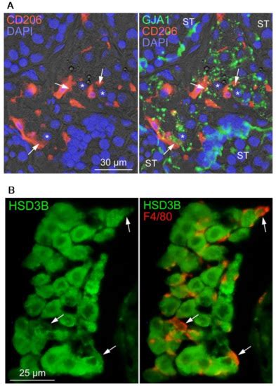 Biomedicines Free Full Text Testicular Macrophages Produce