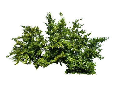 Bush Png Image Transparent Hq Png Download Freepngimg