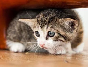 Kitten Care Program | West Loop Veterinary Care