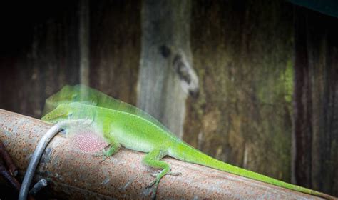 Anole Lizard Features FAQs • The Wannabe Naturalist