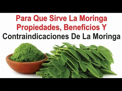 Para Que Sirve La Semilla De Moringa Propiedades Beneficios Y