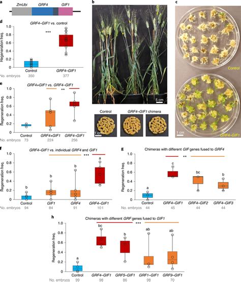 The Grf41 Chimera And Its Effects On Regeneration Frequency A