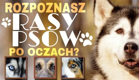 Czy rozpoznasz rasy psów po oczach sameQuizy