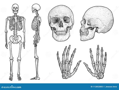 Ilustração De Esqueleto Humana Da Coleção Desenho Gravura Tinta