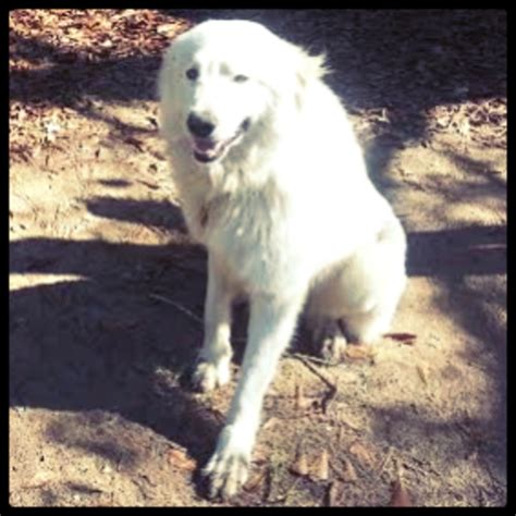 Pet of the Week: Polar Bear – True Blue Animal Rescue