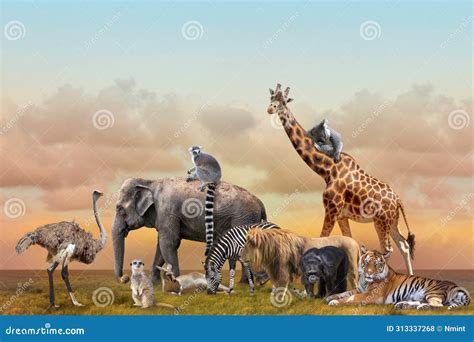 Group of Wild Animals in Savannah Stock Photo - Image of ostrich ...