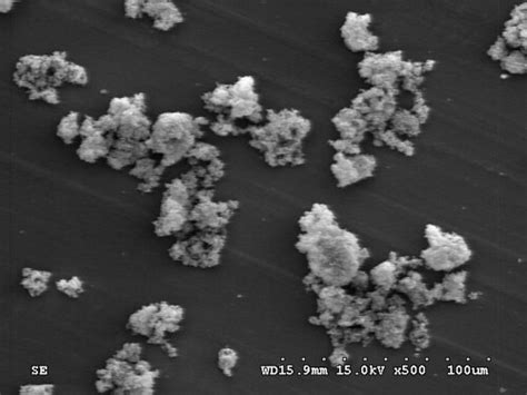 atrophaeus      images  work   ca flickr