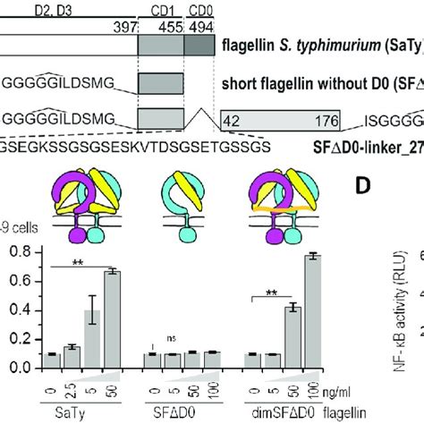 The C Terminal D Domain Of Flagellin Is Required For Tlr Activation