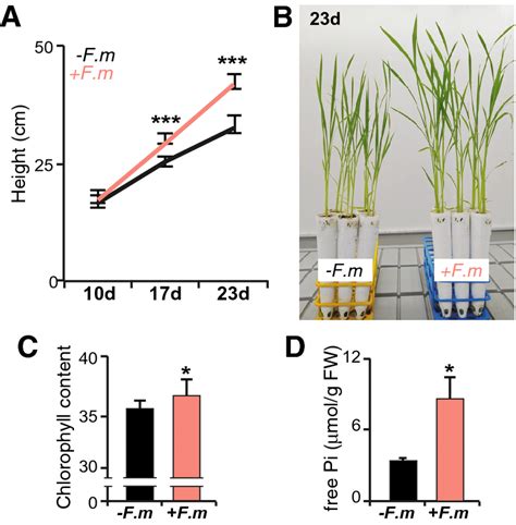 Phenotype Of Rice Oryza Sativa Spp Japonica Cv Loto Inoculated With