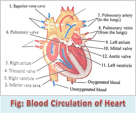 Blood Circulation of Heart with Diagram - LifeScienceDirect