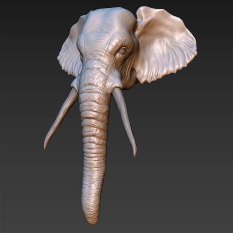 Elephant Head 3d Model Turbosquid 1208574