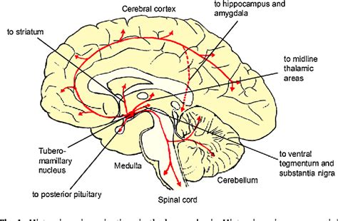 Figure From Modulation Of Behavior By The Histaminergic System