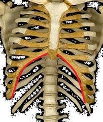 Anatomy Bony Thorax Test Flashcards Quizlet