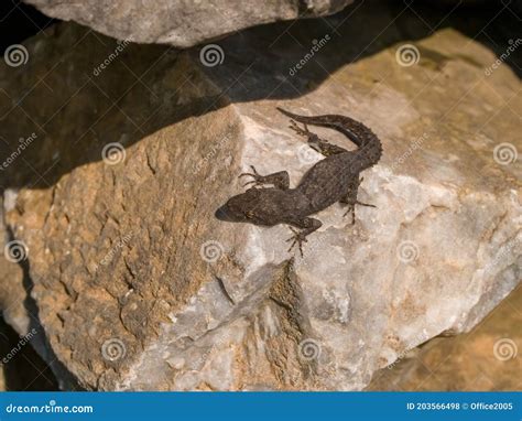 Kotschy S Gecko Mediodactylus Kotschyi Stock Photo Image Of Reserve