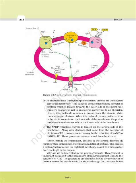 Photosynthesis In Higher Plants NCERT Book Of Class 11 Biology