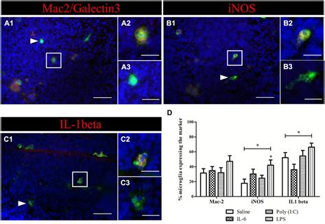 Microglial Activation In Acute Brain Slices Example Of Activation