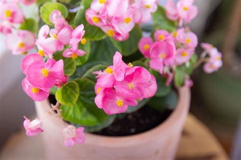 Rieger Begonia Outdoors