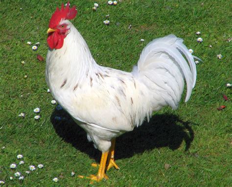 File:Rooster Port Chalmers.jpg - Wikipedia, the free encyclopedia