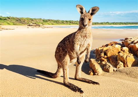 Now S The Time For Brits To Move To Australia Thanks To Easy Visas